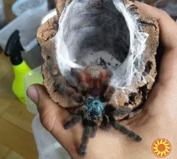 Красочний паук птицеед для начинающих Avicularia Versicolor L12