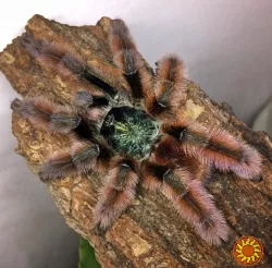 Красочний паук птицеед для начинающих Avicularia Versicolor L12