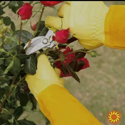 Рукавички для обрізання троянд та колючих рослин