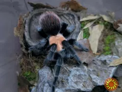 Спокойний паук птицеед для начинающих Brachypelma albiceps самки L10