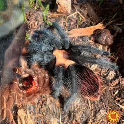 Спокойний паук птицеед для начинающих Brachypelma albiceps самки L10