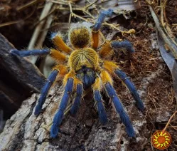 Редкий паук птицеед Harpactira Pulchripes красивые самки L8