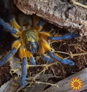 Редкий паук птицеед Harpactira Pulchripes красивые самки L8