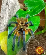 Редкий паук птицеед Harpactira Pulchripes красивые самки L8