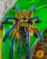 Редкий паук птицеед Harpactira Pulchripes красивые самки L8