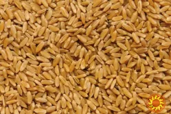 Пшеница оптом (FAS, FCA, CIF)