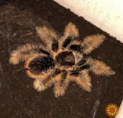 Паук птицеед Brachypelma Albopilosum "Nicaragua" самки L11