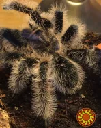 Паук птицеед Brachypelma Albopilosum "Nicaragua" самки L11