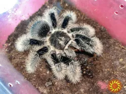 Паук птицеед Brachypelma Albopilosum "Nicaragua" самки L11