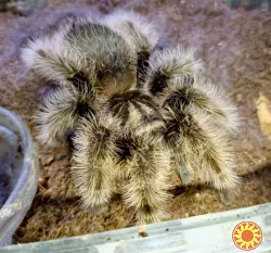 Паук птицеед Brachypelma Albopilosum "Nicaragua" самки L11