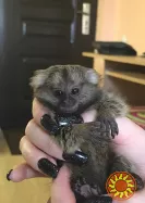 Ручная обезьяна игрунка обезьянка мармозетка