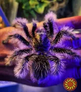 Спокойный пушистый паук птицеед Brachypelma Albopilosum самки L14