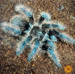 Спокойный пушистый паук птицеед Brachypelma Albopilosum самки L14