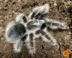 Спокойный пушистый паук птицеед Brachypelma Albopilosum самки L14