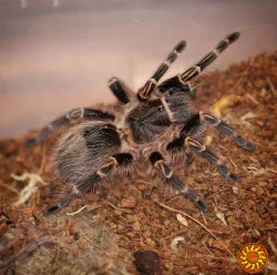 Паук птицеед Grammostola pulchripes (aureostriata) красивые самки L9