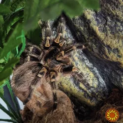 Паук птицеед Grammostola pulchripes (aureostriata) красивые самки L9