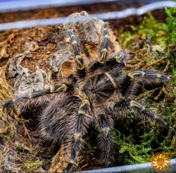 Паук птицеед Grammostola pulchripes (aureostriata) красивые самки L9