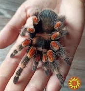 Яркий паук птицеед для начинающих Brachypelma Smithi 3, 5-4 см тело