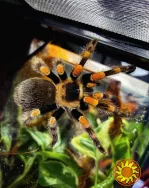 Яркий паук птицеед для начинающих Brachypelma Smithi 3, 5-4 см тело