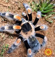 Яркий паук птицеед для начинающих Brachypelma Smithi 3, 5-4 см тело