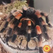 Яркий паук птицеед для начинающих Brachypelma Smithi 3, 5-4 см тело