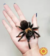 Паук птицеед для начинающих Brachypelma Emilia яркие самки L10