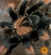 Паук птицеед для начинающих Brachypelma Emilia яркие самки L10