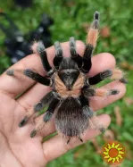 Паук птицеед для начинающих Brachypelma Emilia яркие самки L10