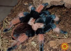 Паук птицеед для начинающих Brachypelma Emilia яркие самки L10