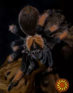 Паук птицеед для начинающих Brachypelma Emilia яркие самки L10