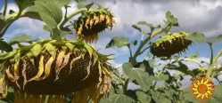 насіння соняшнику "Рекольд" під гранстар. для найгірших погодних умов