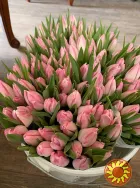Тюльпани опт, 8 березня, квіти