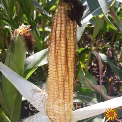 Зерно кукурудзи Меган