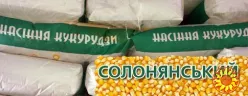 Солонянський 298 СВ зерно кукурудзи