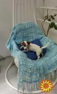 Щенки Джек Рассел Терьер Одесса,(Jack Russell Terrier puppies Odessa)