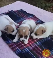 Щенки Джек Рассел Терьер Одесса, (Jack Russell Terrier puppies Odessa)