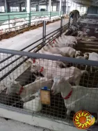 Стійлове обладнання для утримання кіз та овець