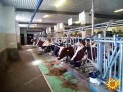 Стійлове обладнання для ферм ВРХ та інших тваринницьких комплексів