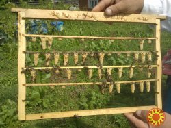 Продам плідних молодих Бджоломаток породи Карпатка