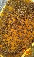 Продам плідних молодих Бджоломаток породи Карпатка