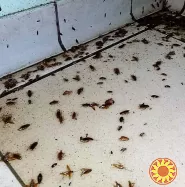 Уничтожение тараканов,блох,клопов,крыс и мышей.