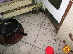 Уничтожение тараканов,блох,клопов,крыс и мышей.