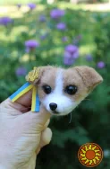 Брошь собака джекрассел патрон валяная игрушка хендмєйдинтерьерная пес войлочный подарок сувенир авторская брошь собачка ручной работы