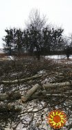 Спил деревьев любой сложности