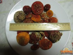 Мухомор красный  Amanita muscaria.