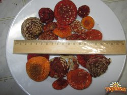 Мухомор красный  Amanita muscaria.