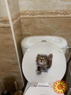 Наклейки котик номер 4 для ванны, кухни