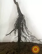 Щеплені саджанці горіха пекан(карія ілінойська)