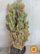 кактус