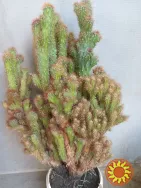 кактус